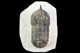 Bargain, Morocconites Trilobite - Ofaten, Morocco #77626-4